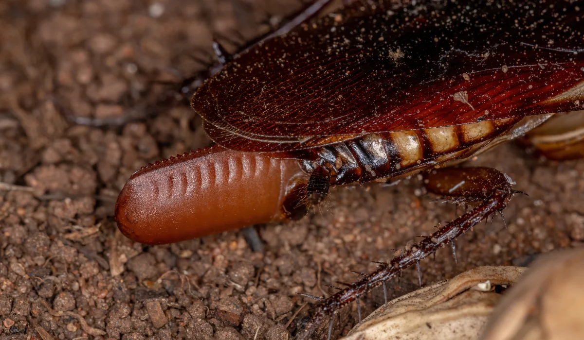 cockroach egg