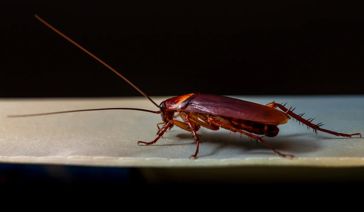 cockroach on the cloth at night.