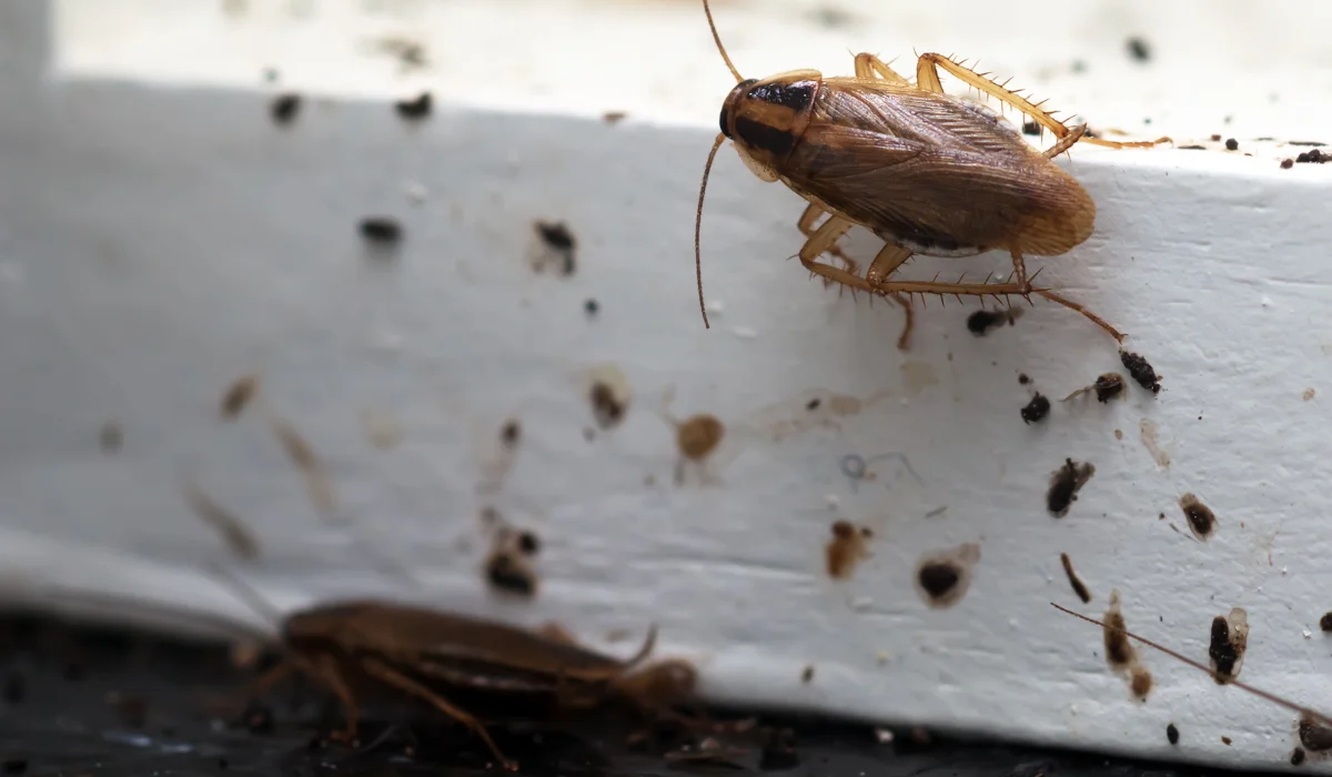 cockroach smear marks