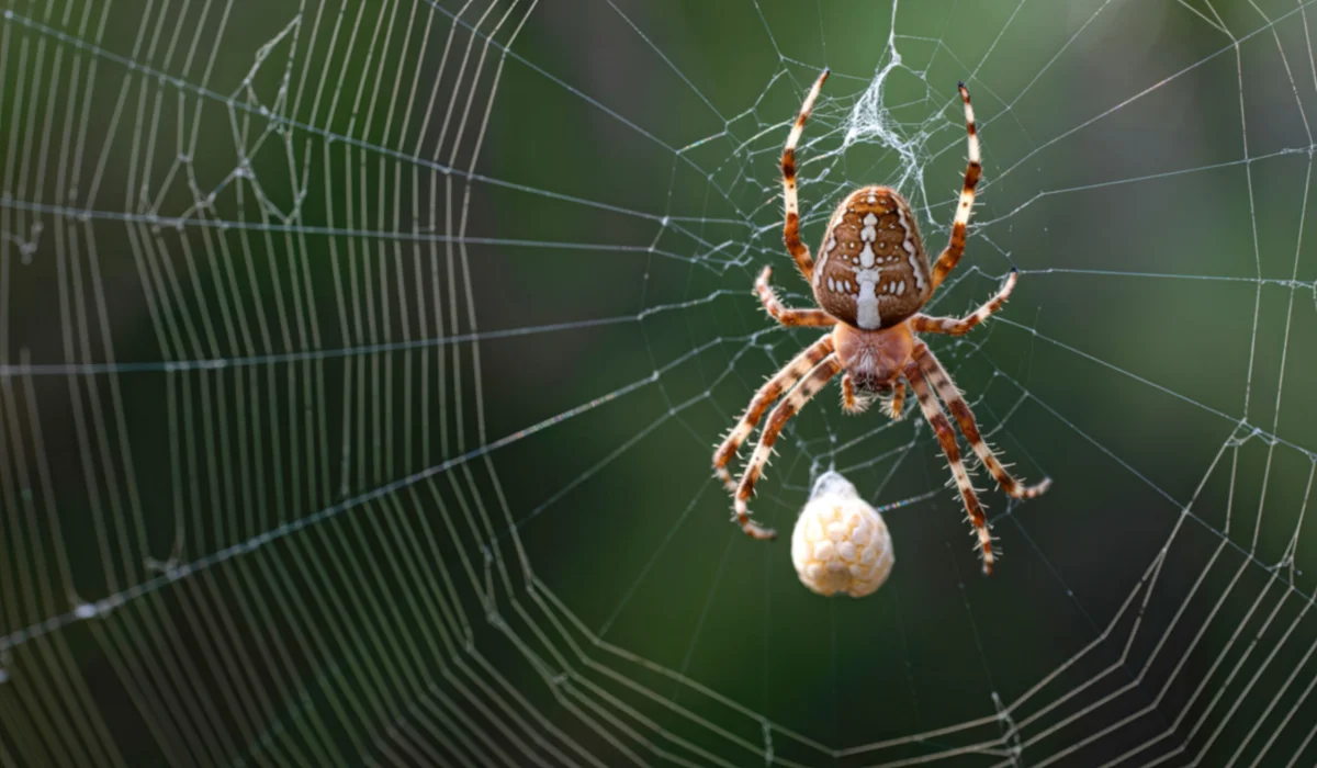 garden orb-weaver with spider egg sac