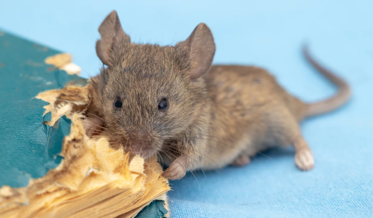 rodent gnaws at an old book