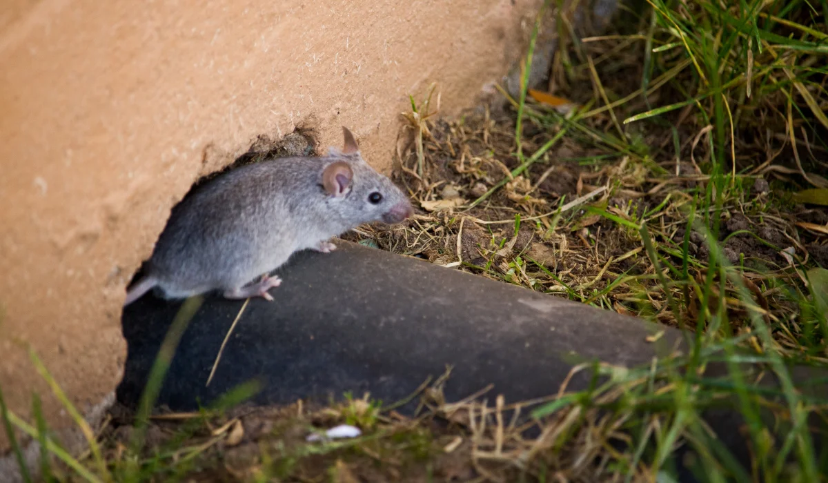 rodent home entry point