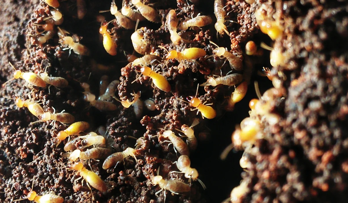 termite swarmers following light