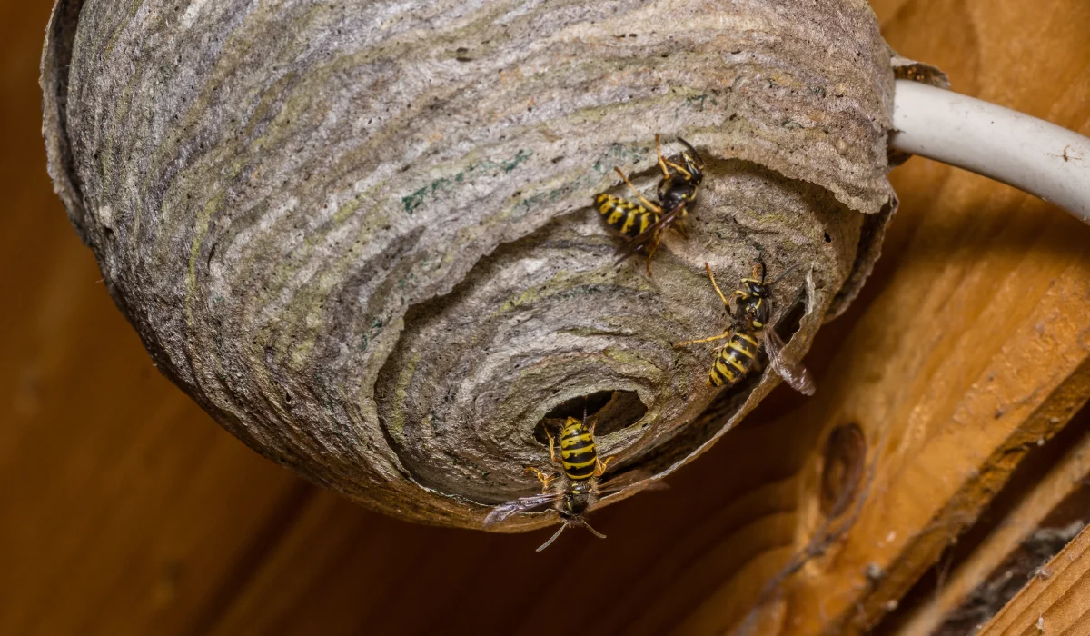 wasp nest at home