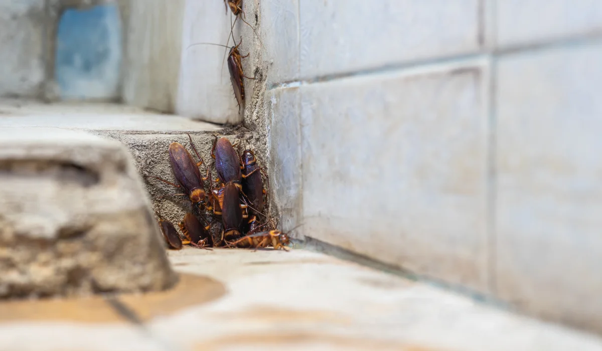 colony of cockroaches lives above a pipe hole