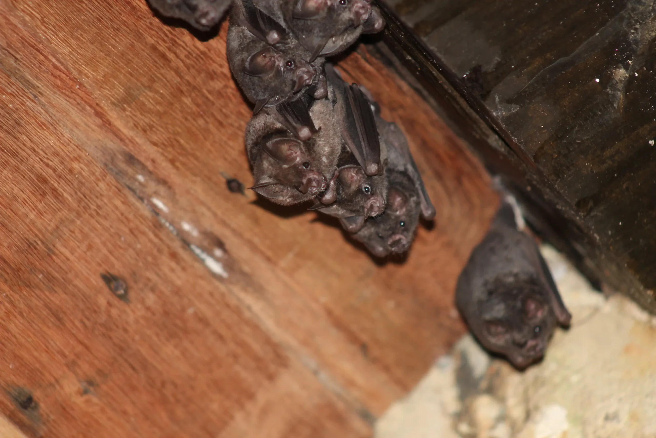 Cluster of small brown bats roosting on a wooden beam in an attic