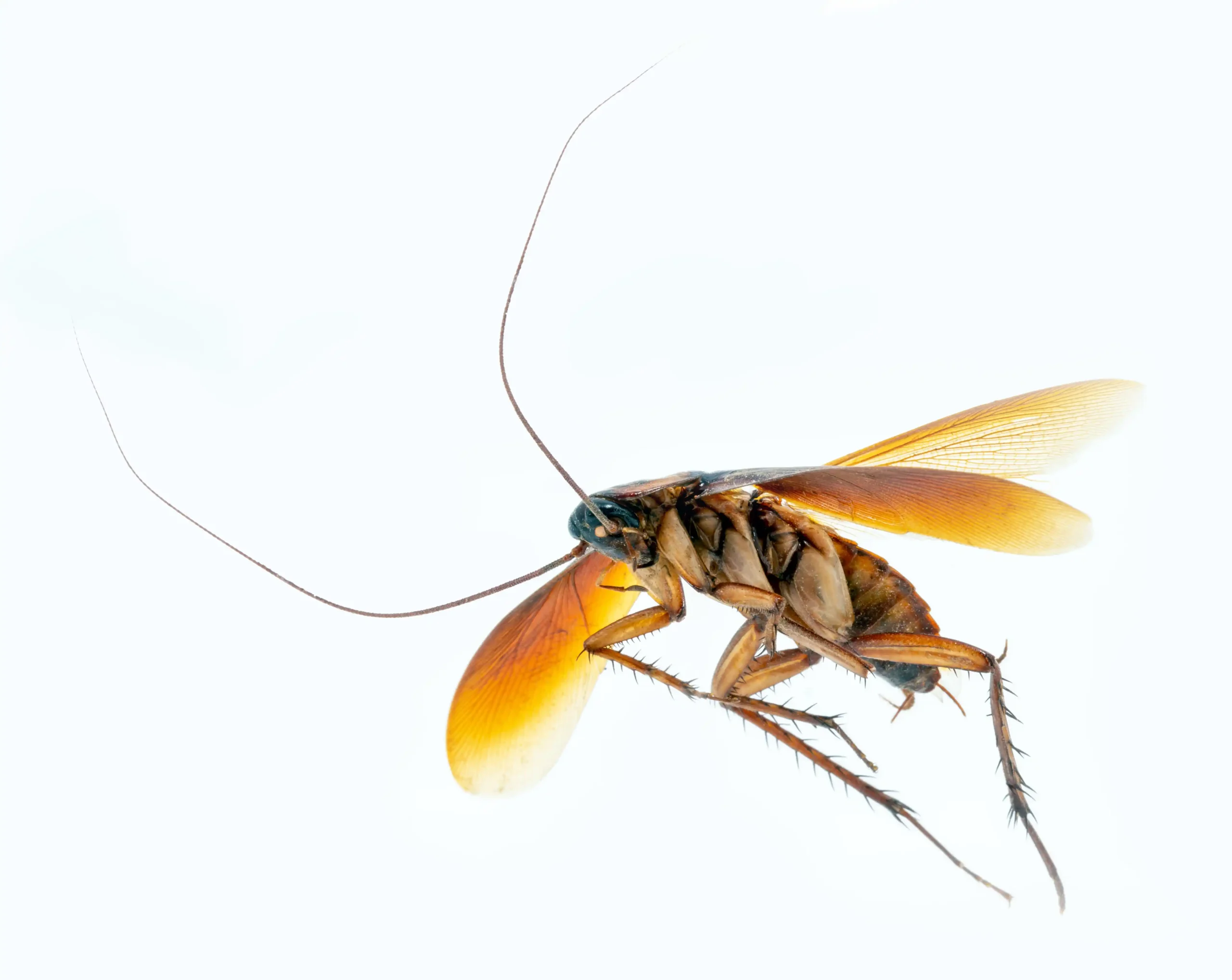 German cockroach treatment