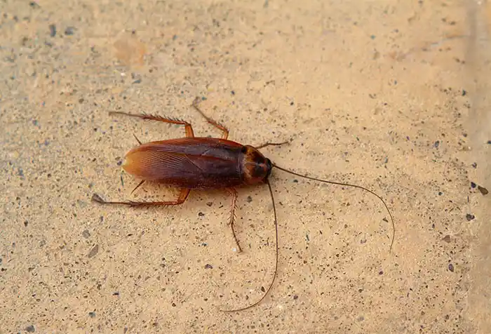 A reddish-brown cockroach with long antennae resting on a light tan textured surface