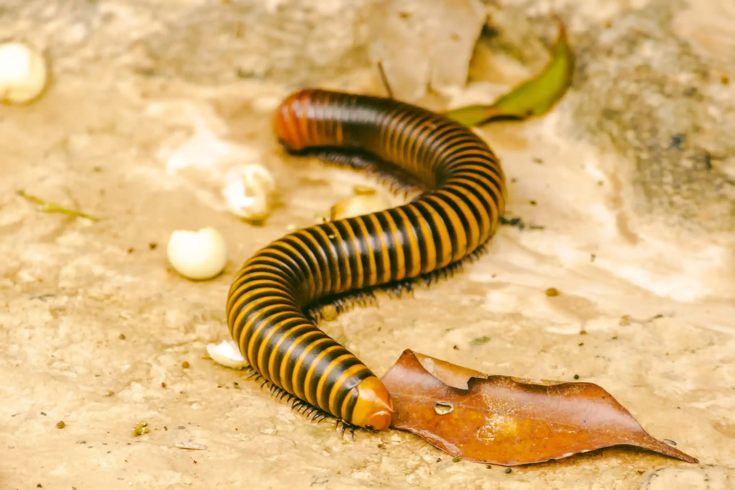 Millipede Protection Same-Day Millipede Control in Louisiana