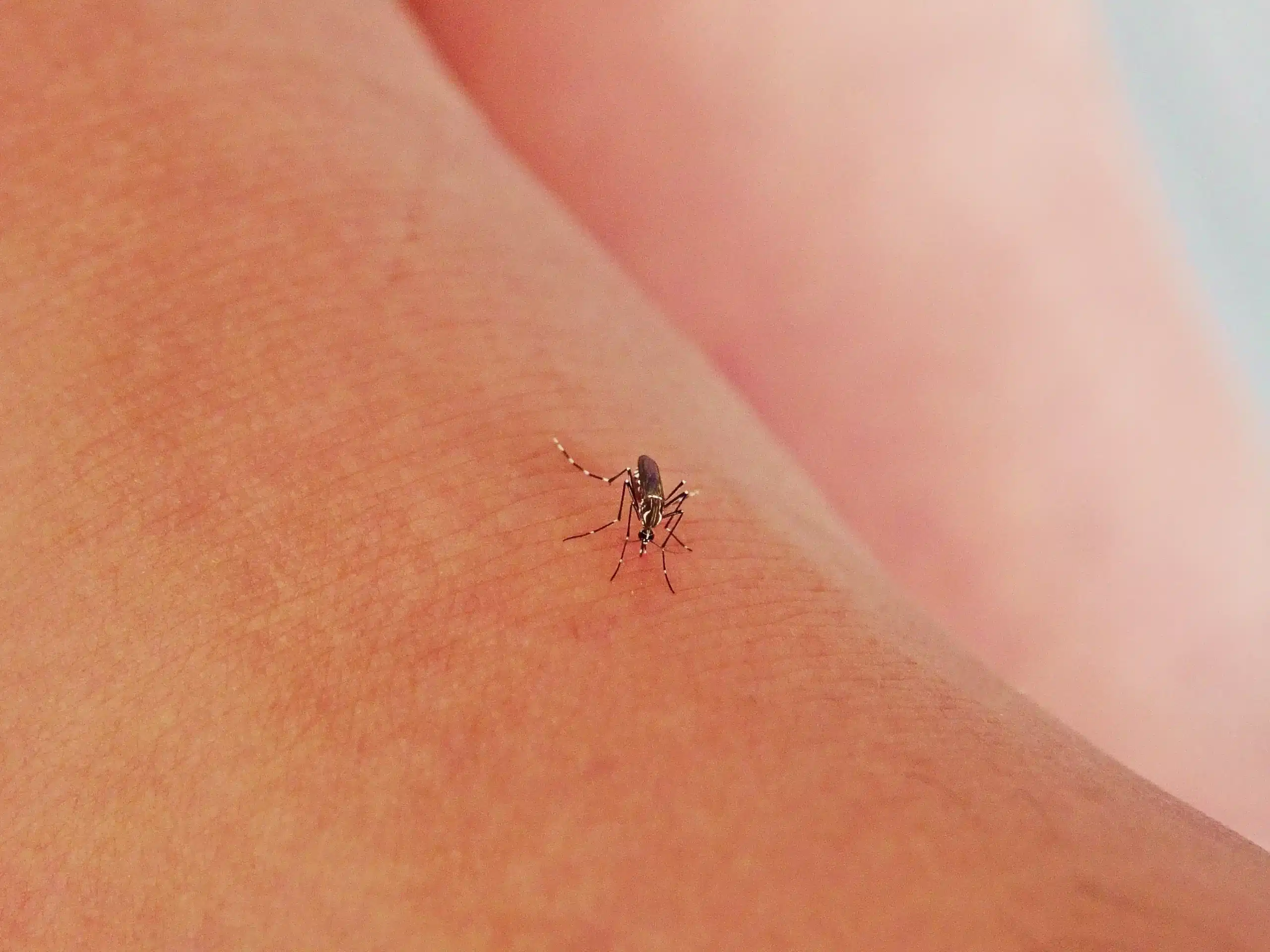 In2Care mosquito control system