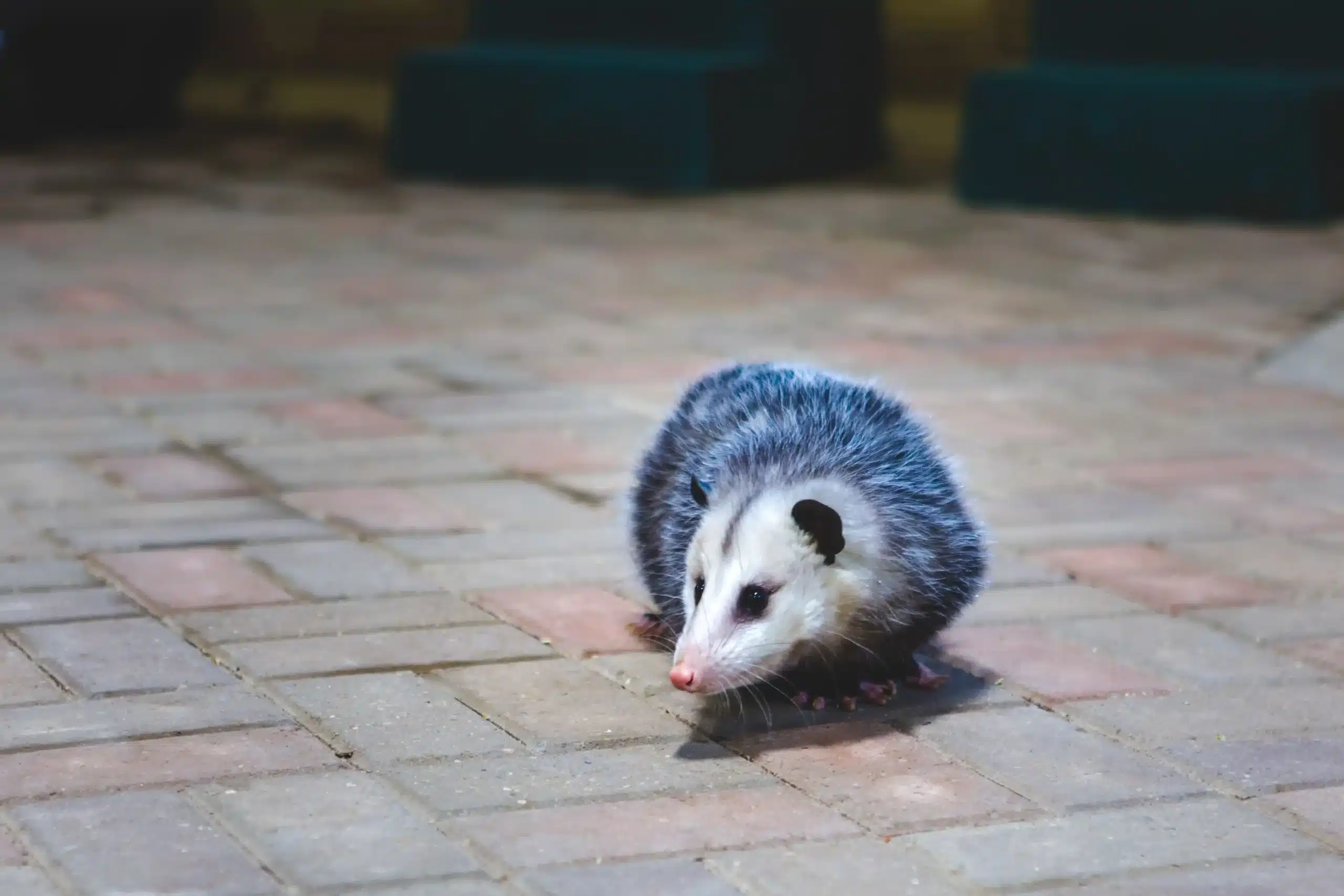 Opossum walking on brick pavers