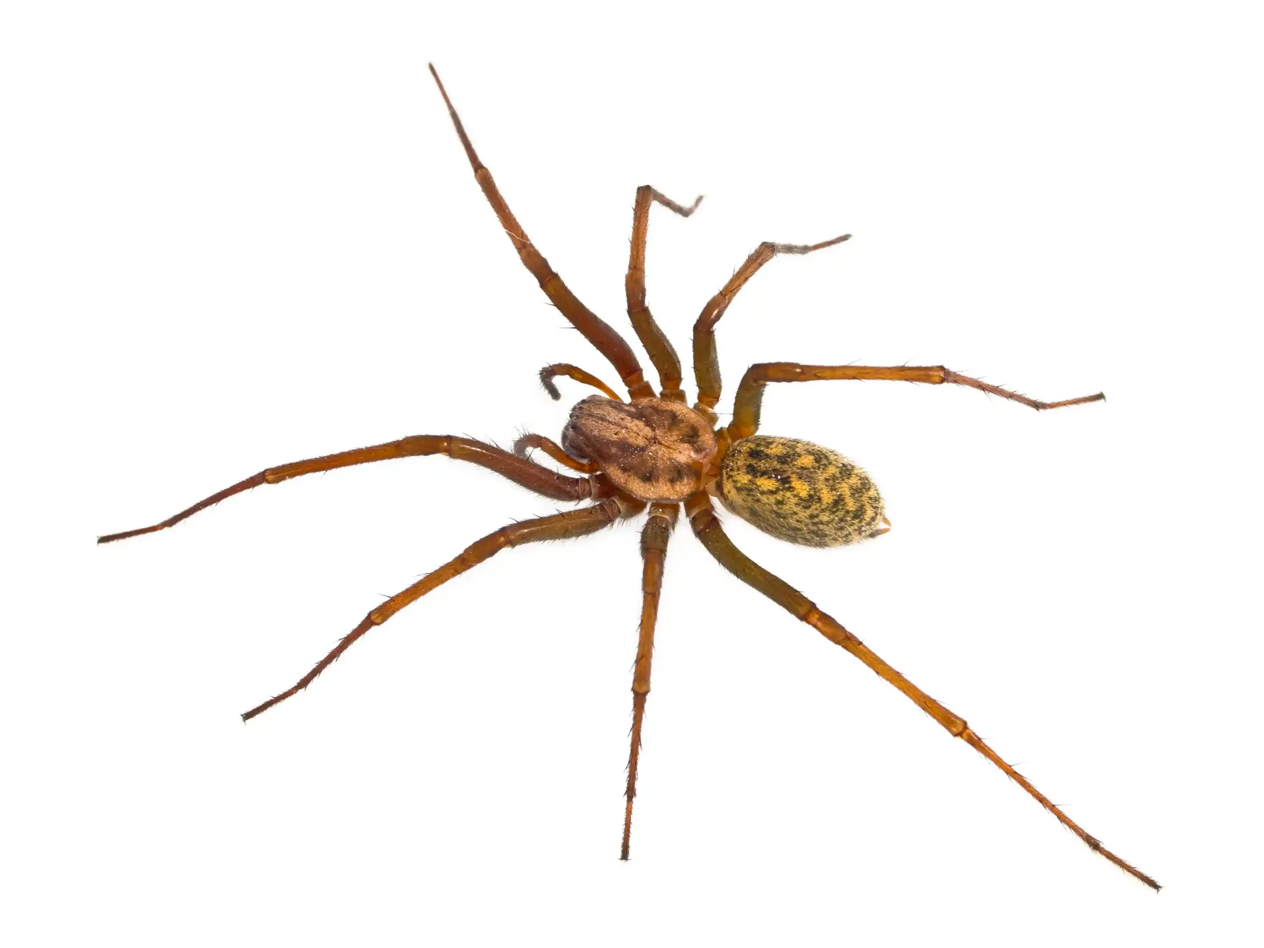 Brown hobo (hairy house) spider close-up showing body and long legs on white background