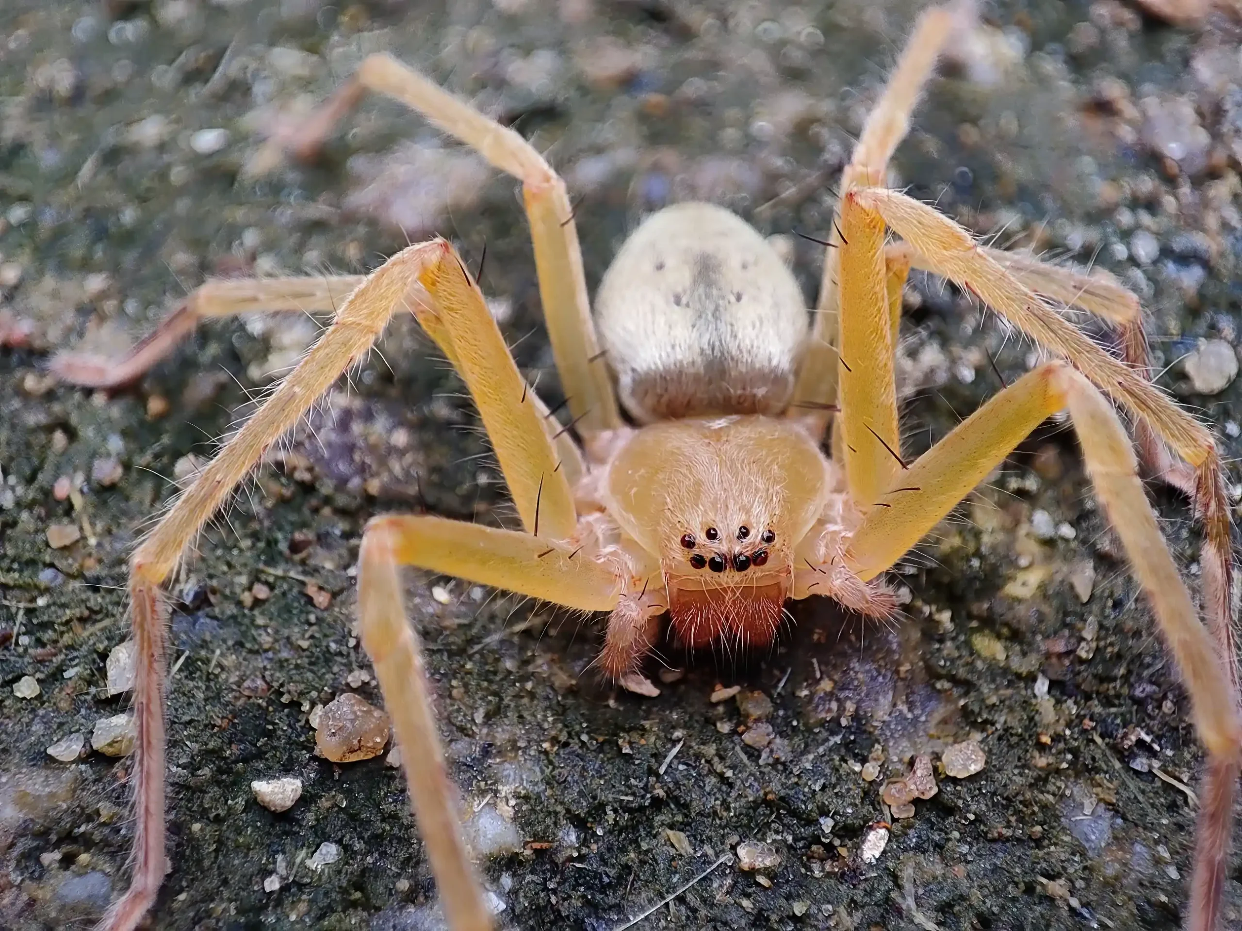 Indoor spider control