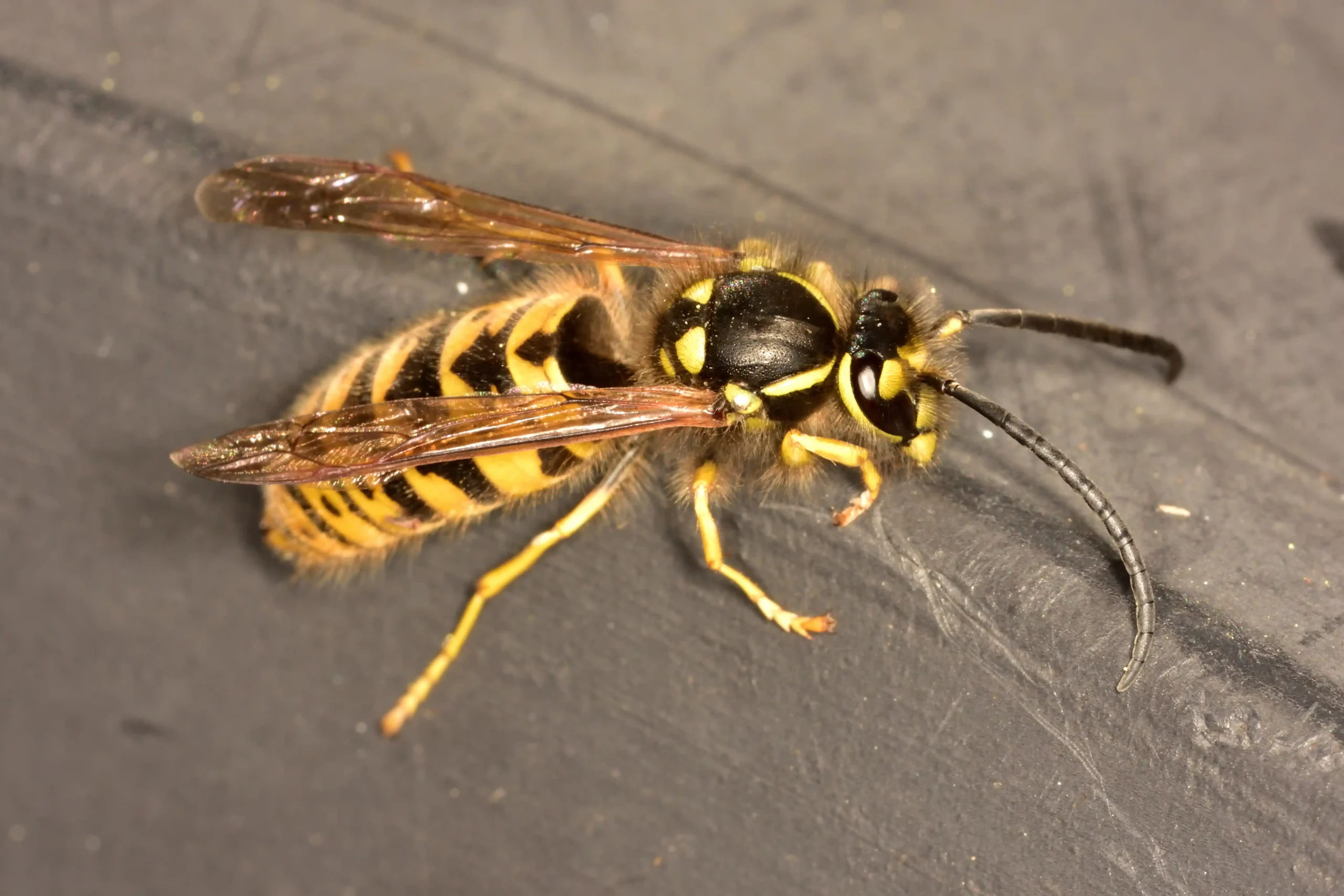 Close-up of a yellowjacket wasp on a dark surface showing head, antennae, wings and striped yellow-and-black abdomen