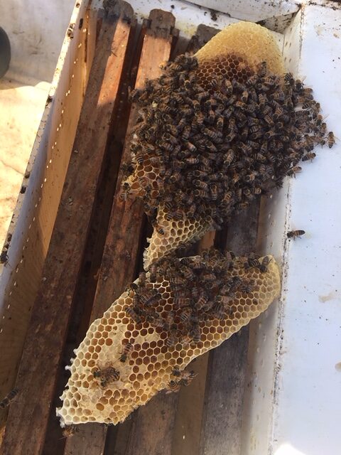 Bee colony assessment