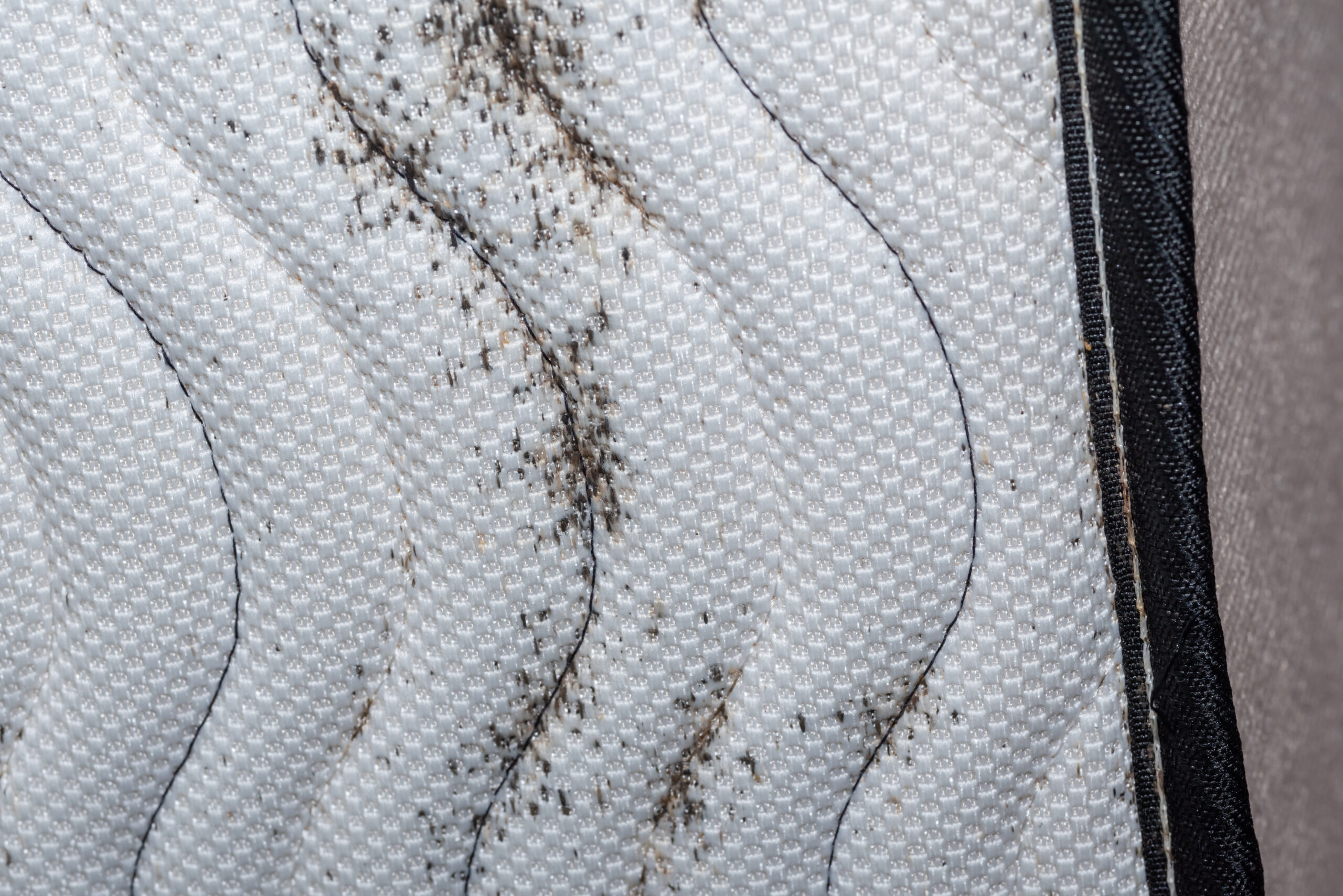 bed bugs after traveling