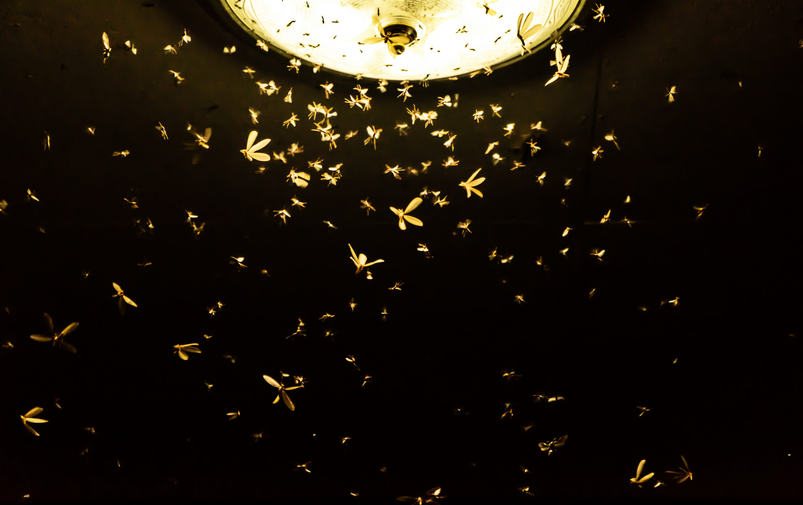 flying termites vs flying ants louisiana