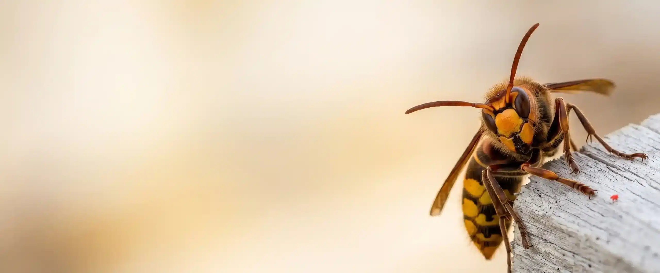 Complete nest removal