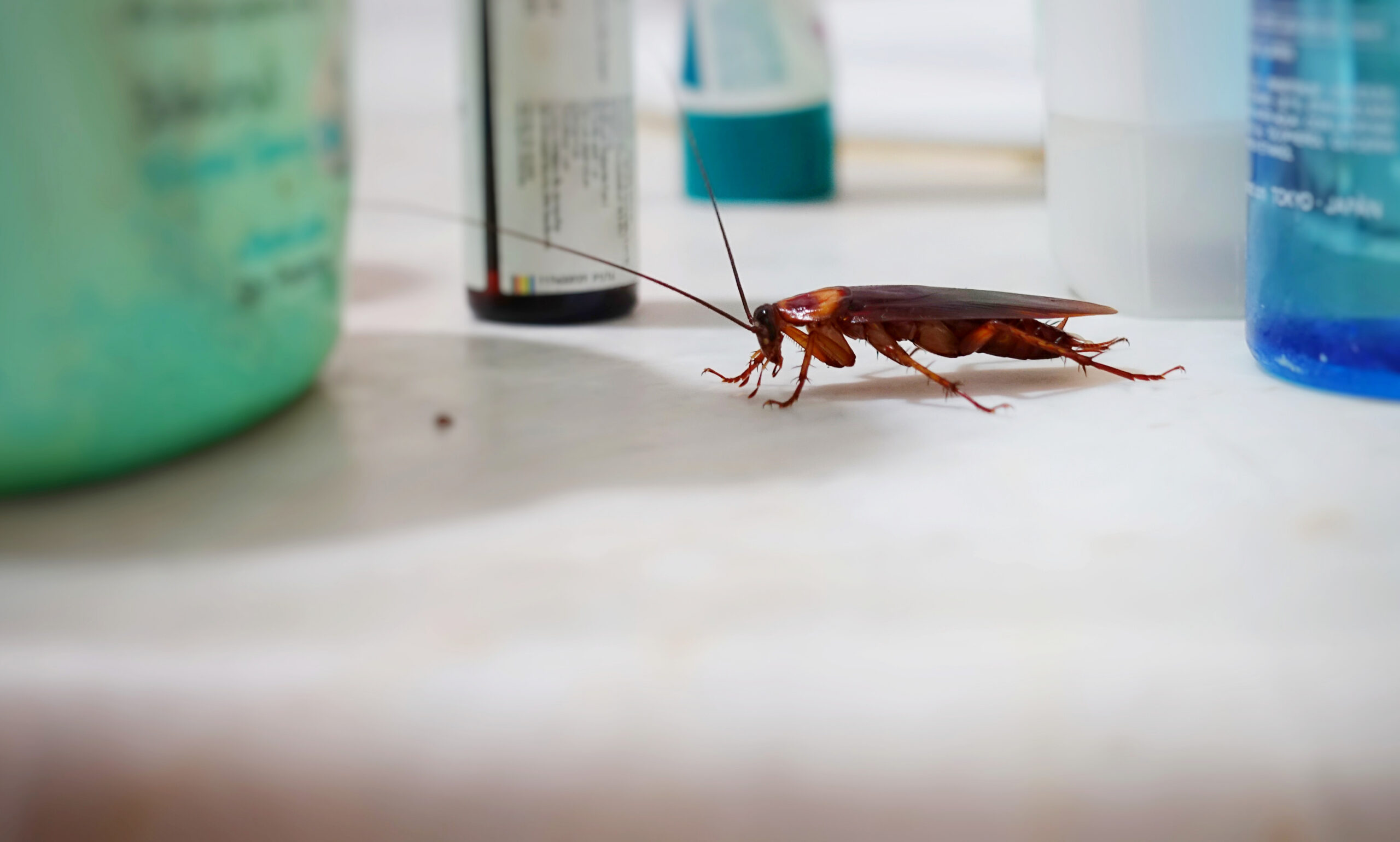 how to get rid of german cockroaches new orleans