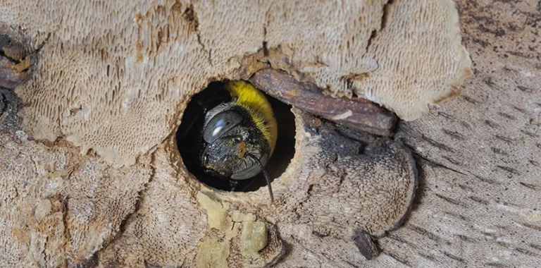 Carpenter bee removal