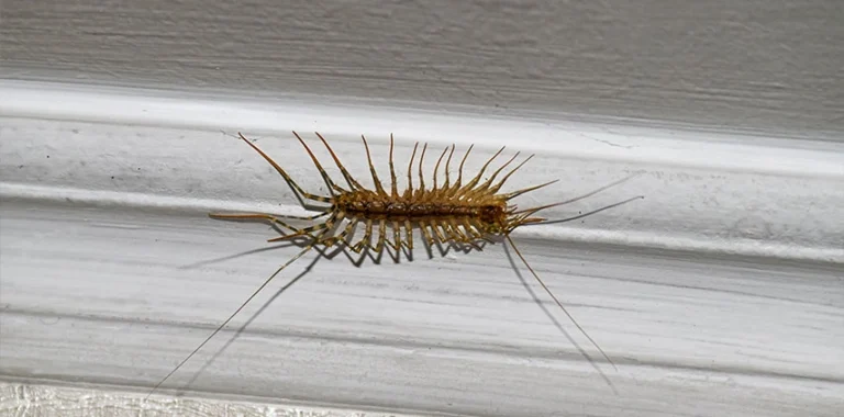 Interior centipede control