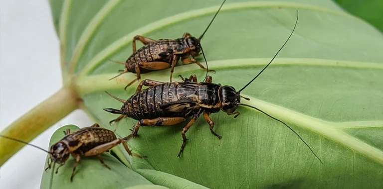 Indoor cricket control