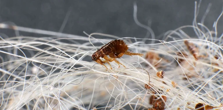 Outdoor flea treatment