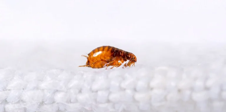 Indoor flea control