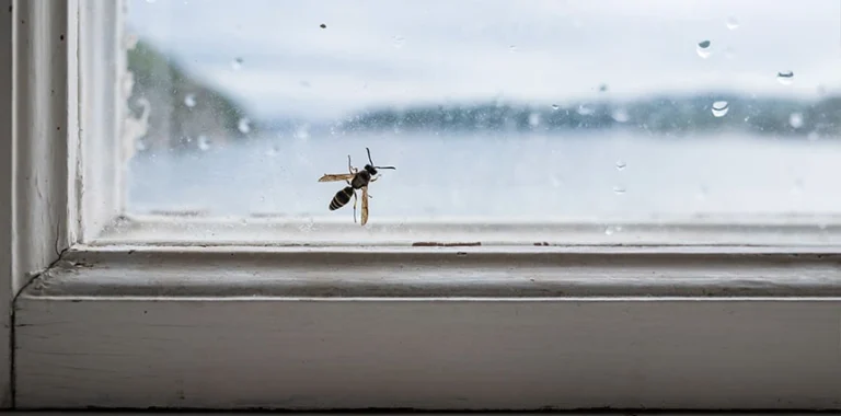 Indoor wasp control