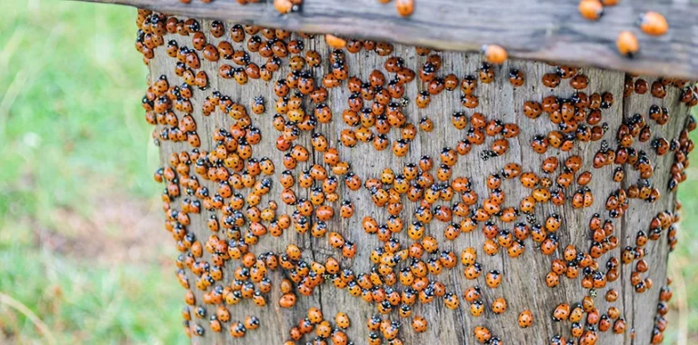 Indoor ladybug control