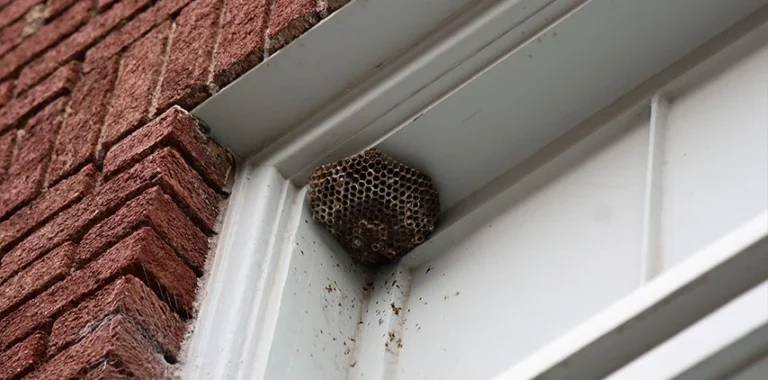 Outdoor wasp treatment