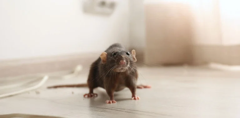 Residential Wildlife Control
