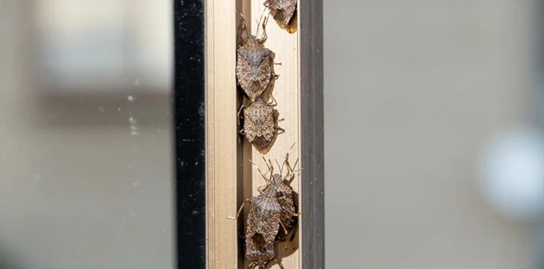Exterior stink bug prevention