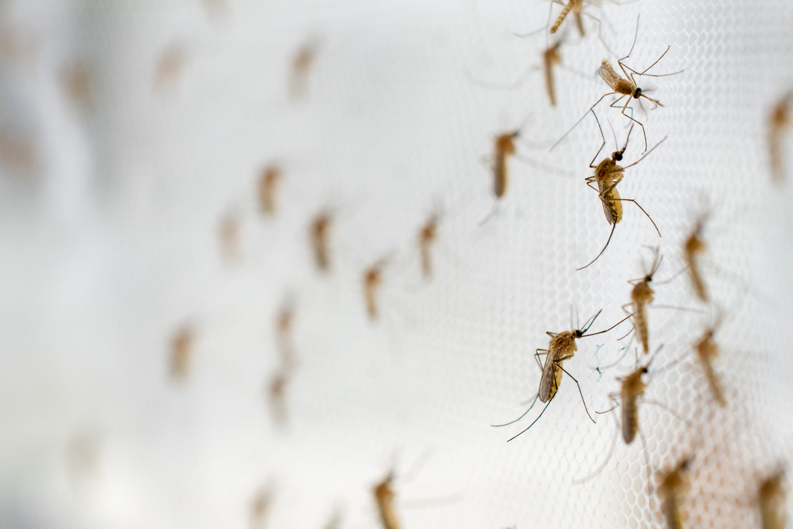 mosquito control tips new orleans backyard