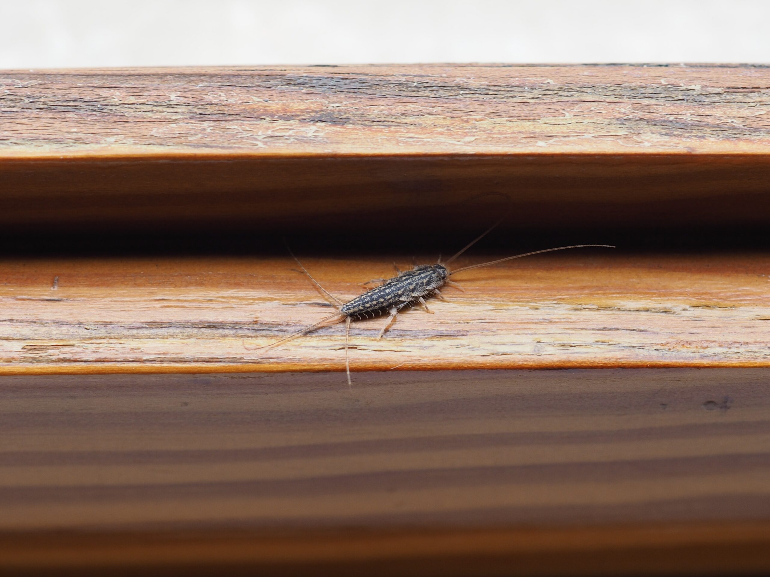 silverfish in louisiana homes humidity