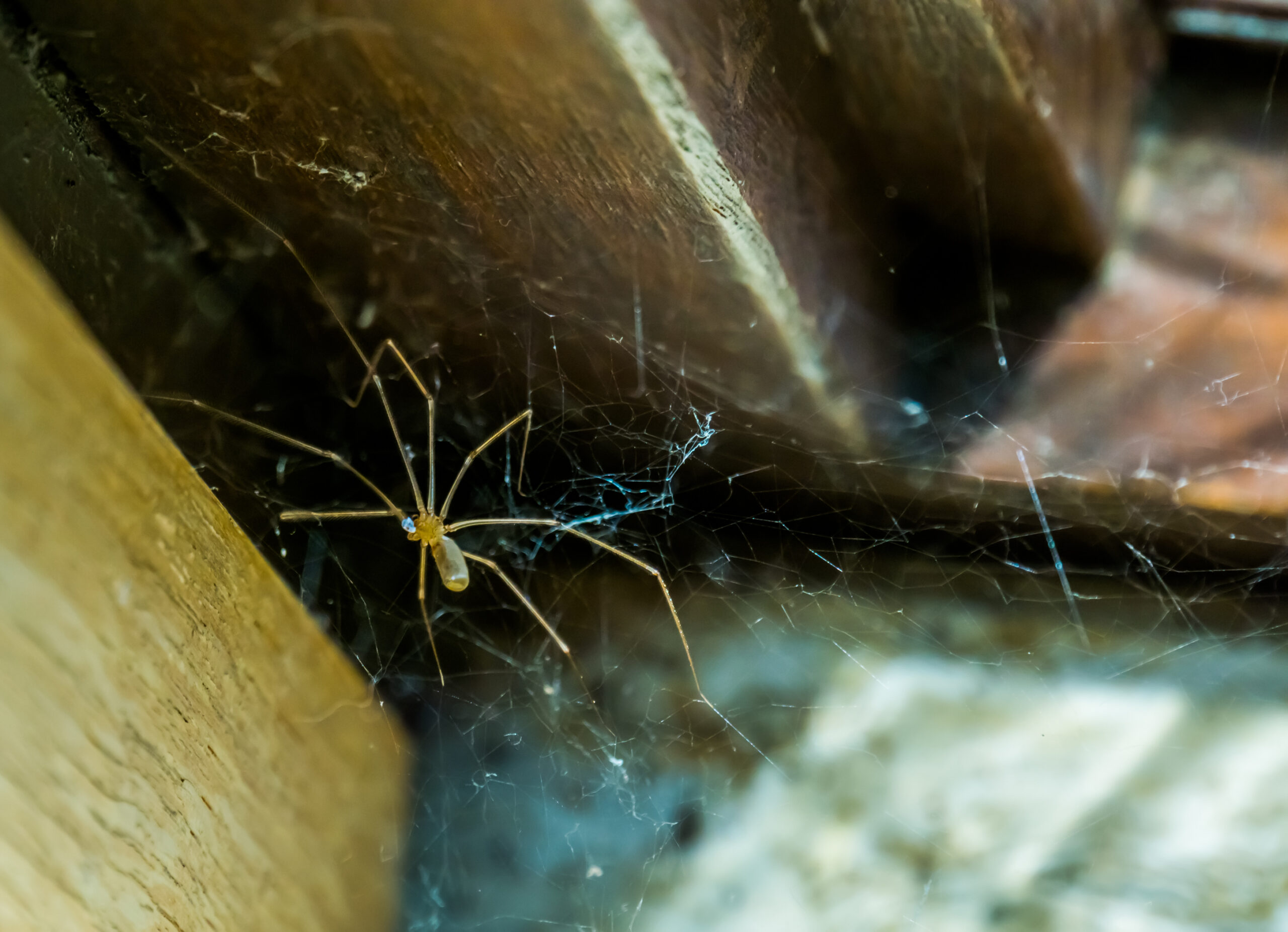 spider identification louisiana homeowners