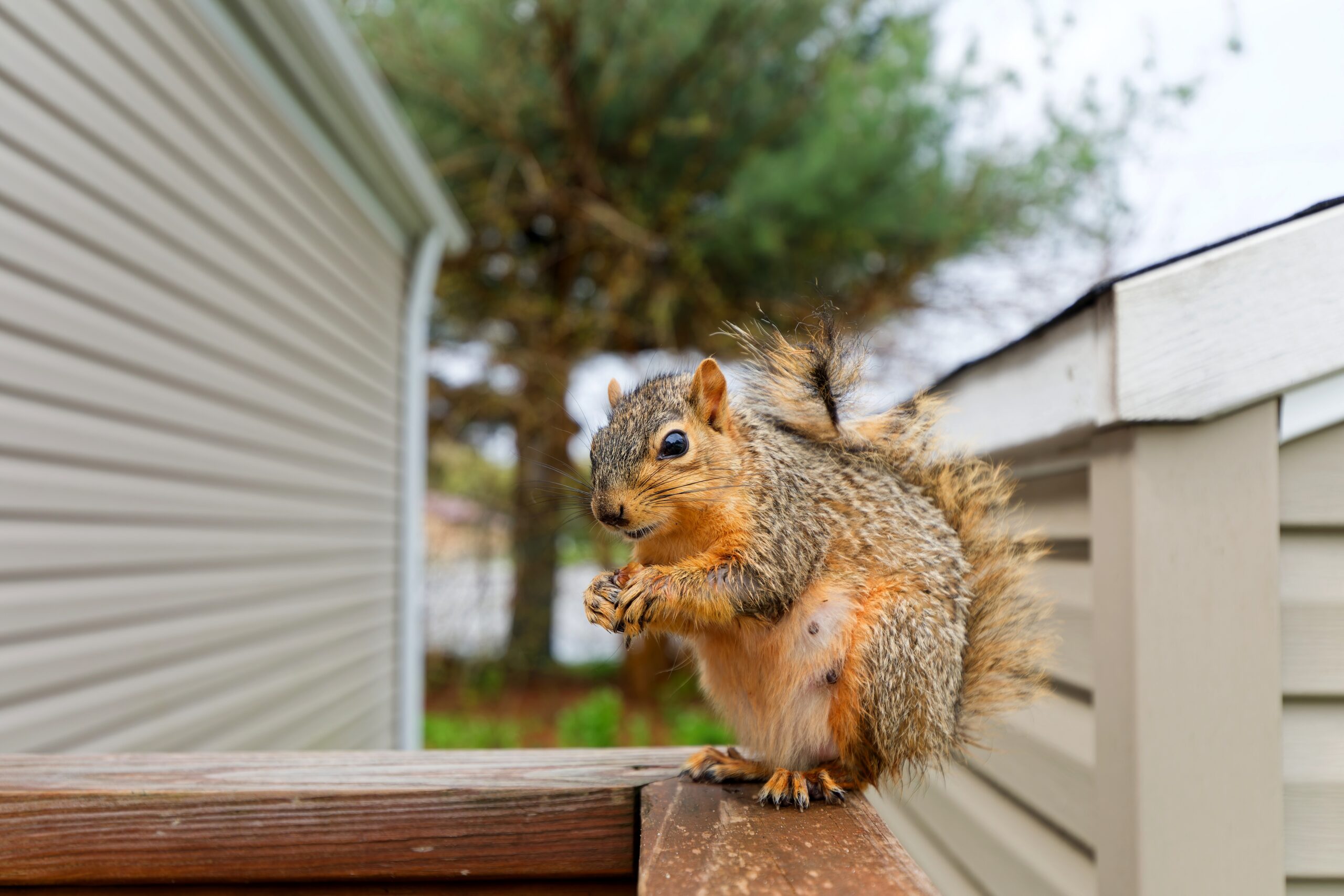 squirrel entry points attic
