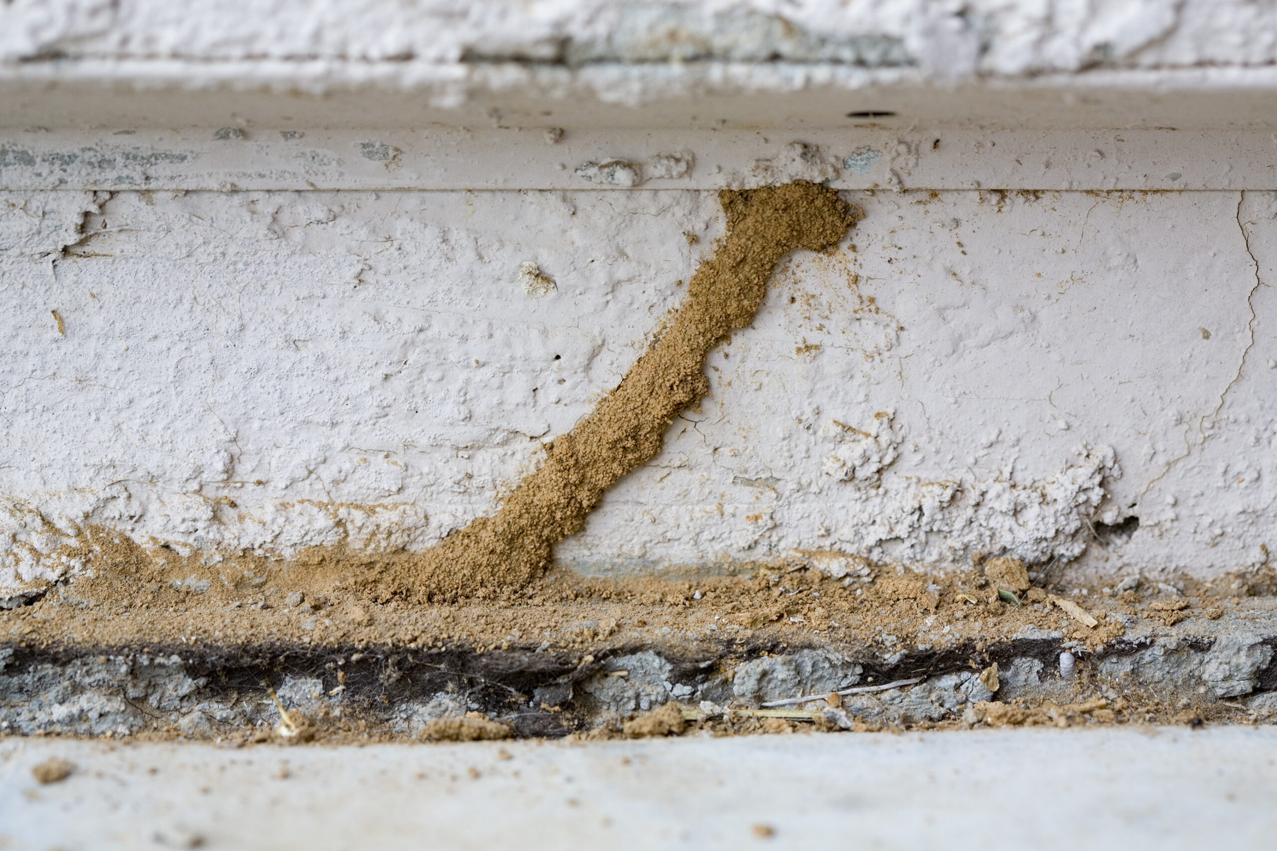 subterranean termites louisiana warning signs