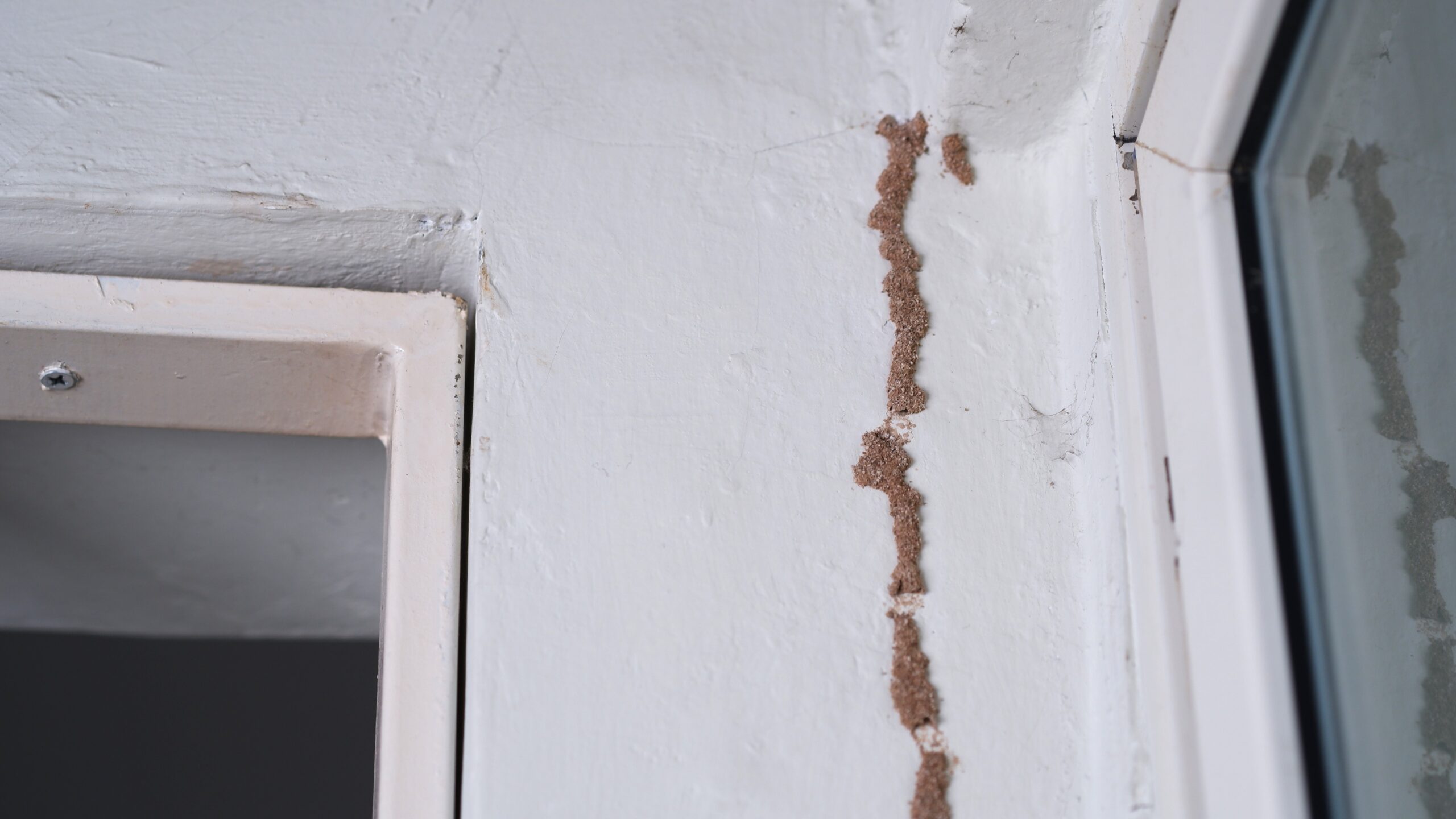 termite damage repair thibodaux homes