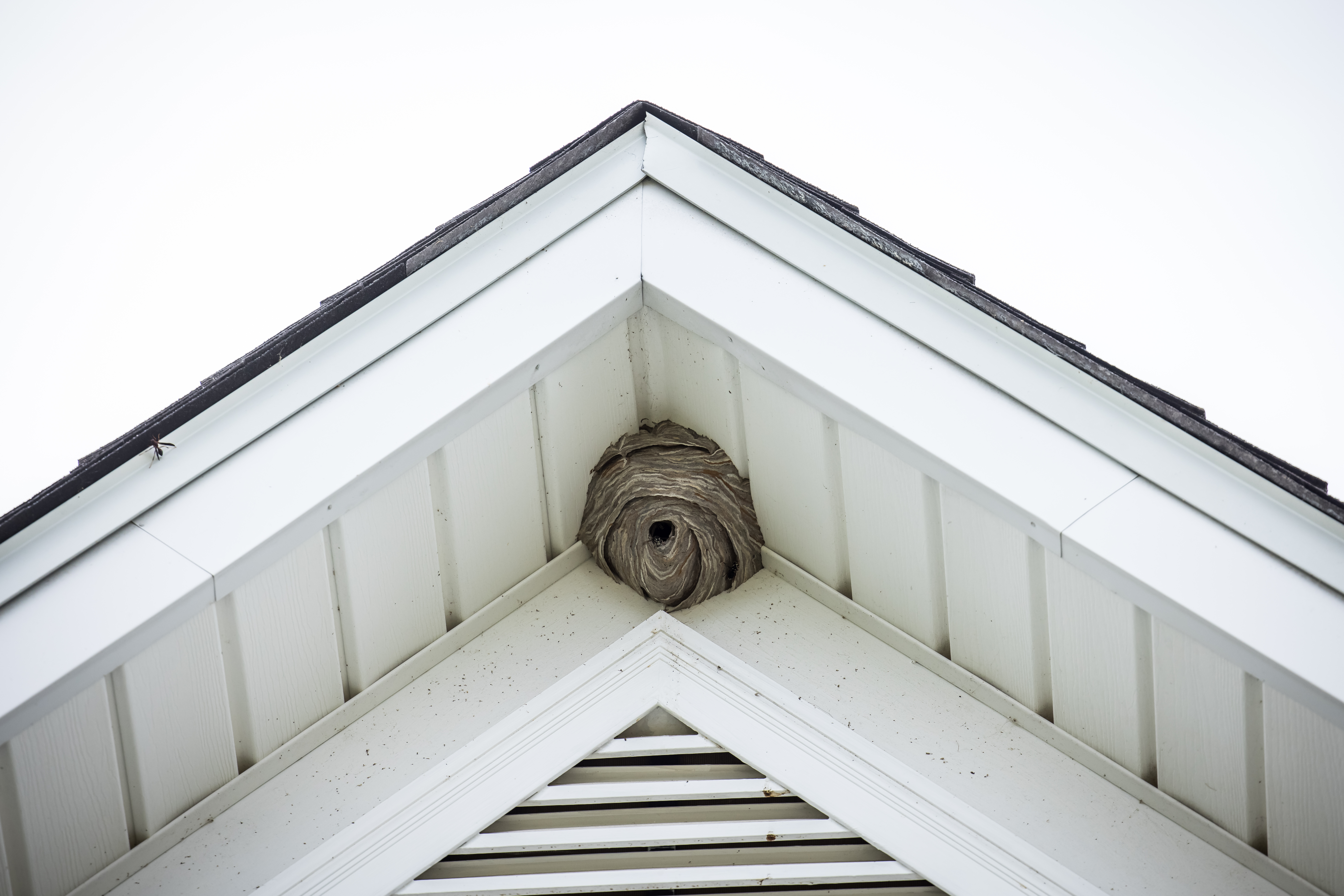 wasp nest removal baton rouge