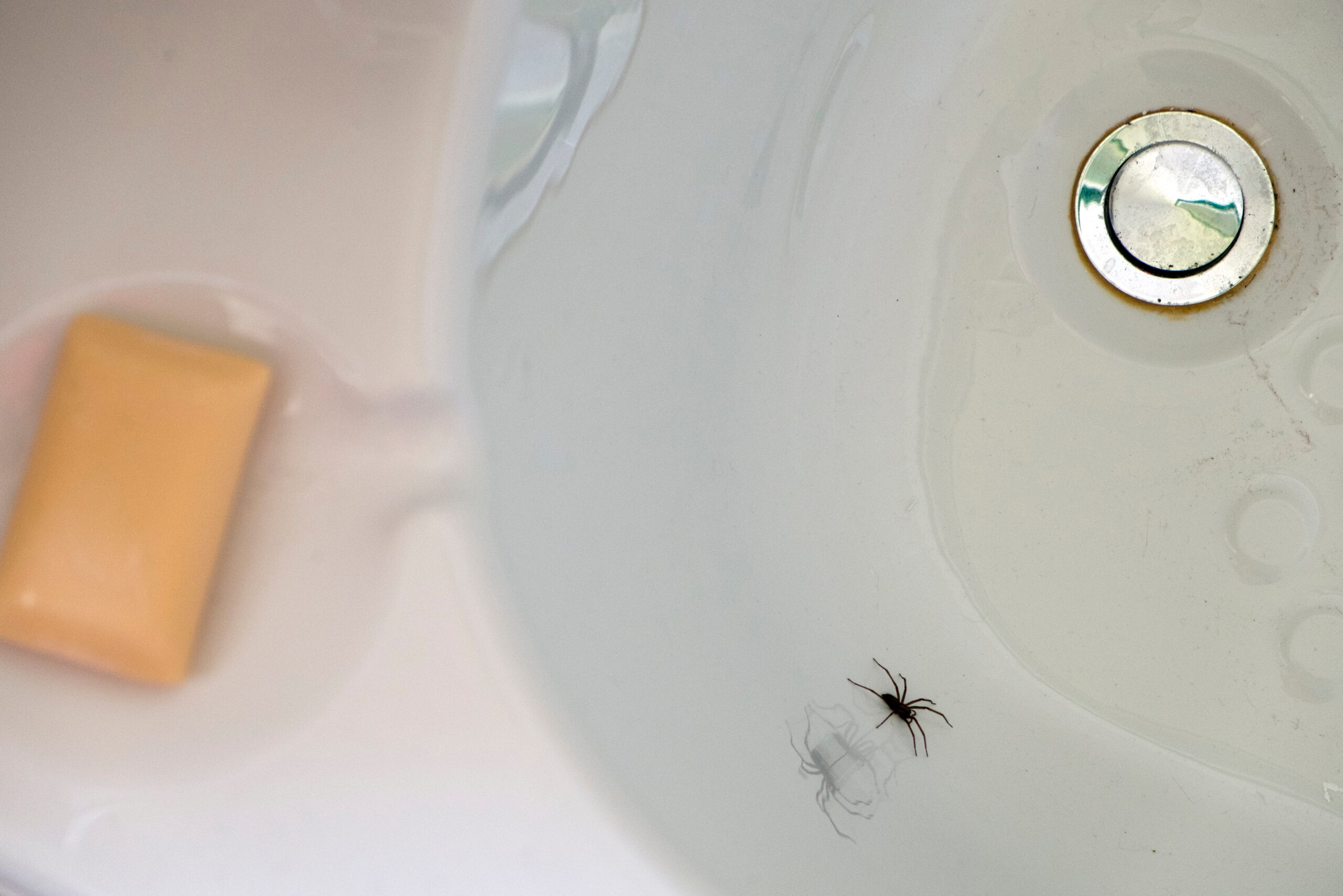 why-spiders-in-bathroom-at-night-louisiana