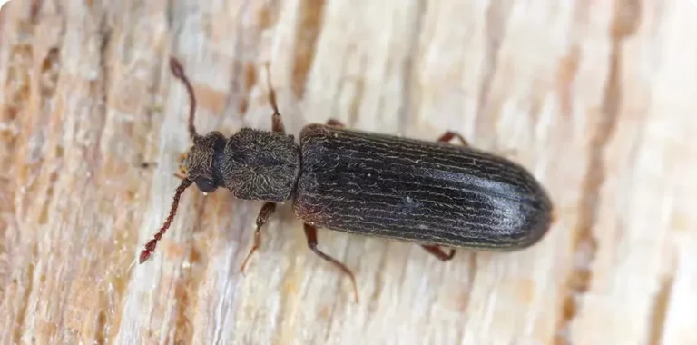 Dark brown wood-boring beetle resting on a weathered wooden surface