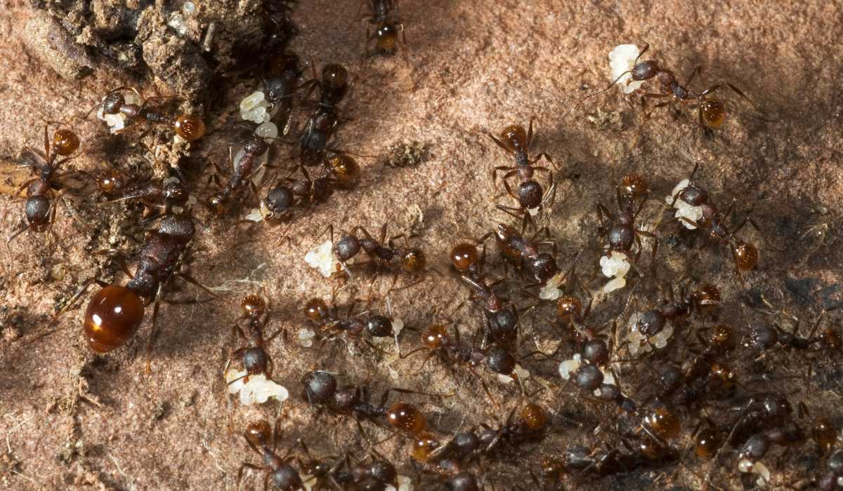 How Many Ants Are in A Colony: Signs, Risks, and Control
