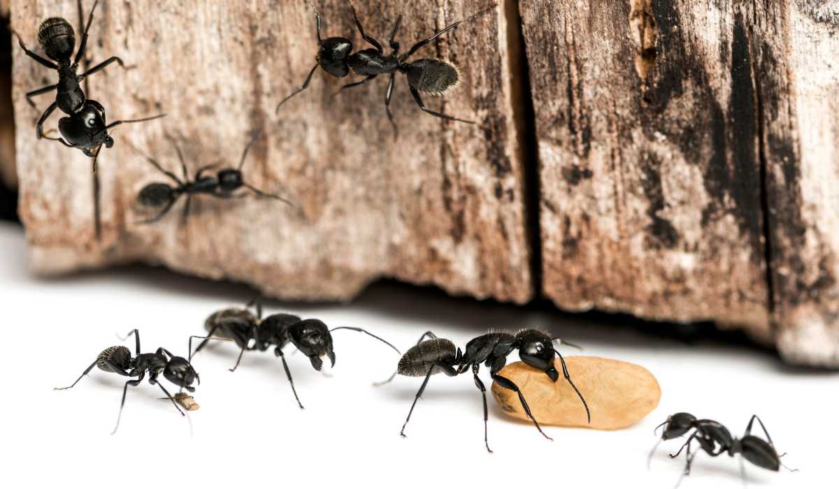 Signs Of Carpenter Ant Damage: Signs, Risks, and Control