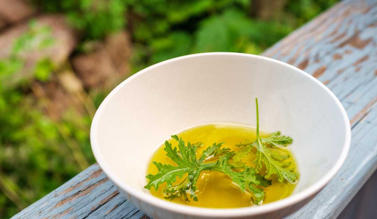 Does Citronella Repel Flies: Signs, Risks, and Control