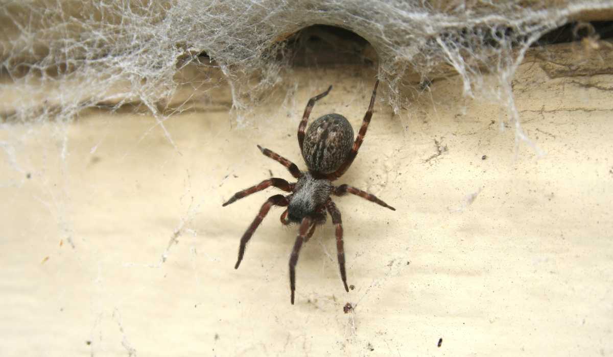 Dangerous Spiders: Signs, Risks, and Control