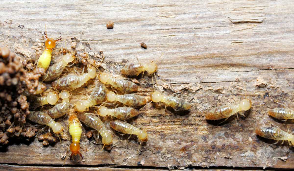 Termite Life Cycle: Signs, Risks, and Control
