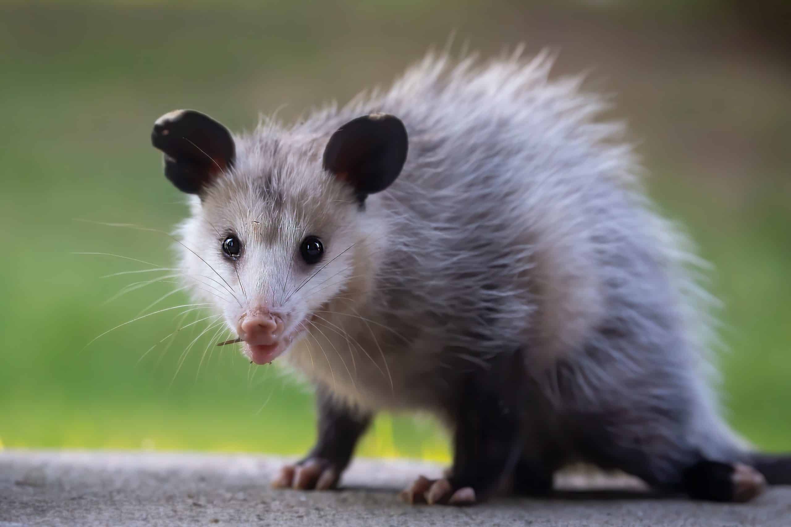 possum