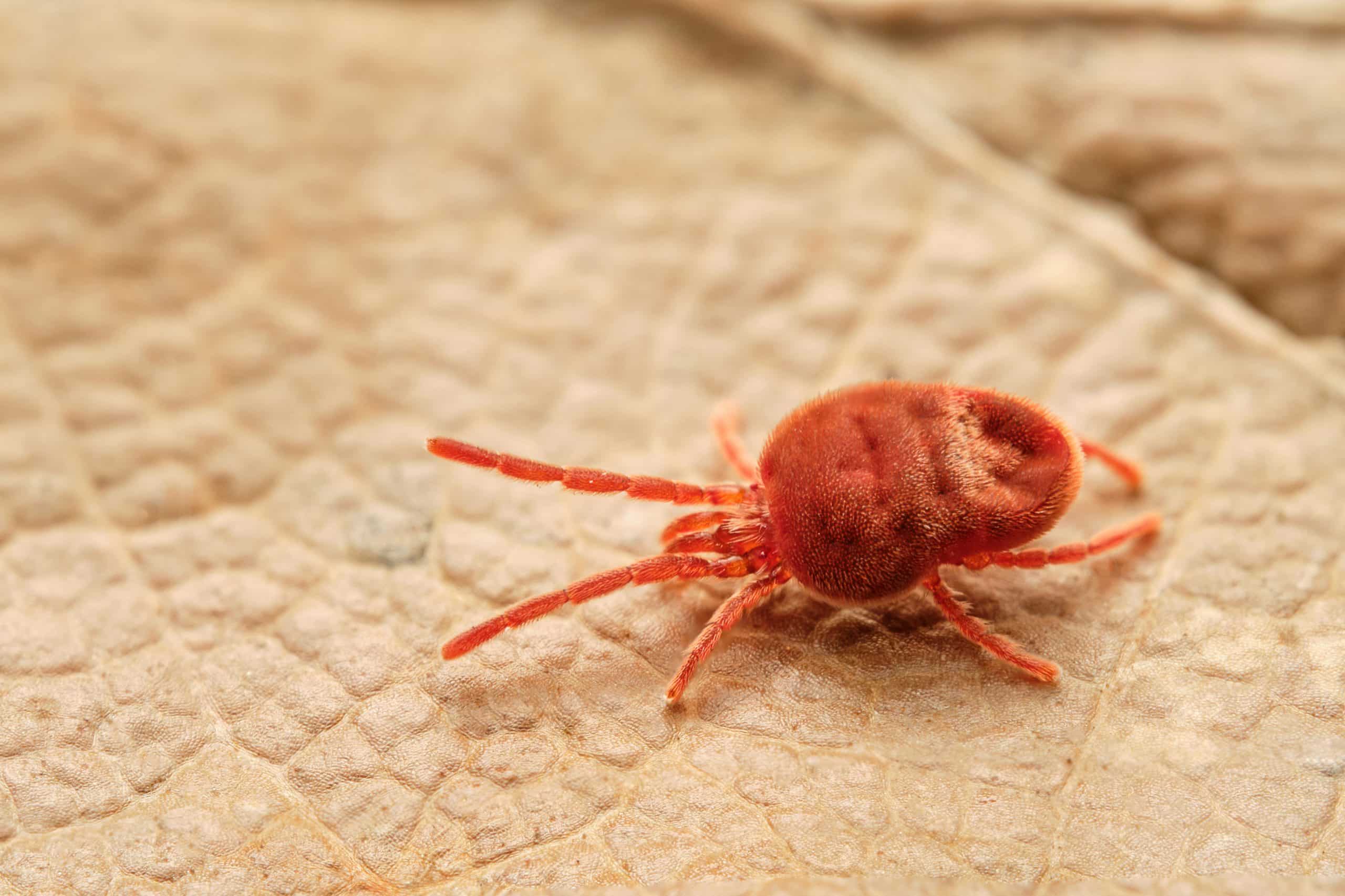 chiggers