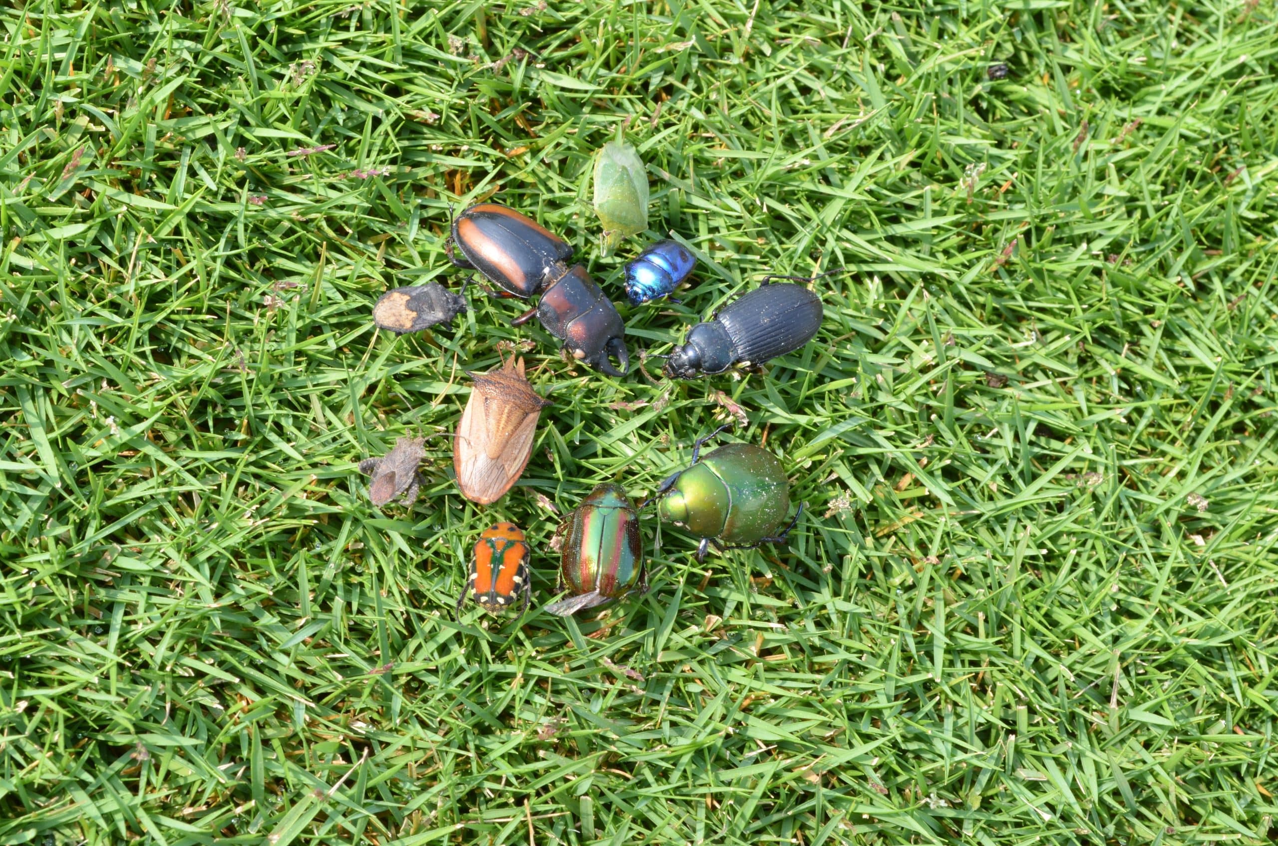 bug identifier